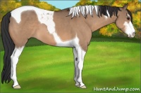 Horse Color:Brown Dun Sabino Tobiano 