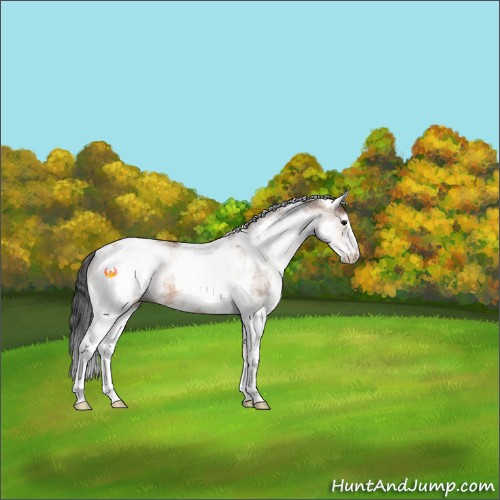 Horse Color:White Spotted Bay Dun Tobiano 