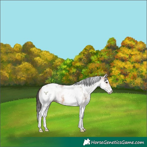 Horse Color:White Spotted Bay Dun Tobiano 