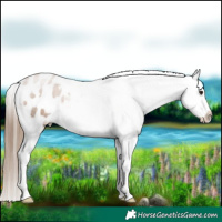 Horse Color:White Spotted Black Pearl Appaloosa