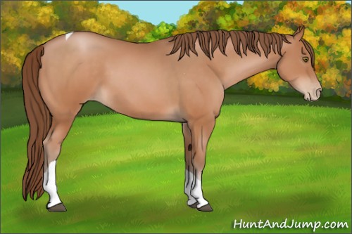 Horse Color:Brown Pearl Tobiano 