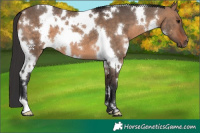 Horse Color:White Spotted Bay Dun