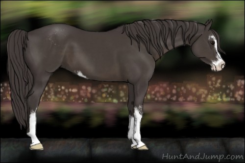 Horse Color:Smoky Black Sabino