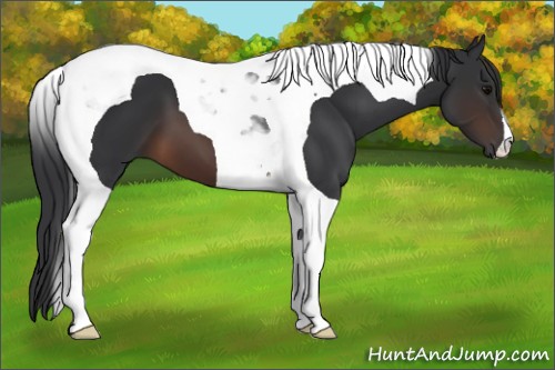 Horse Color:Brown Tobiano 