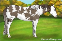 Horse Color:White Spotted Smoky Grullo Splash Appaloosa