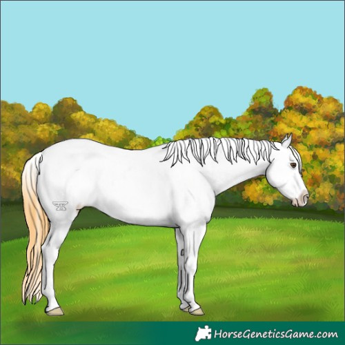 Horse Color:Buckskin Dun Sabino Splash Appaloosa 