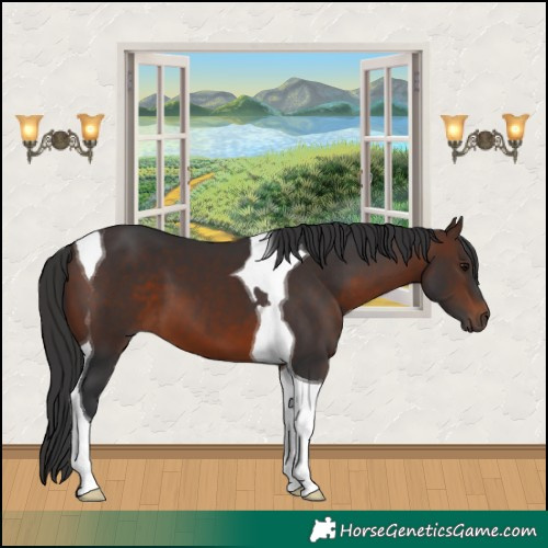 Horse Color:Brown Tobiano 