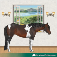 Horse Color:Brown Tobiano 