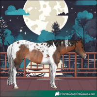 Horse Color:Brown Tobiano Rabicano