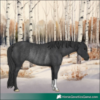 Horse Color:Black Rabicano 
