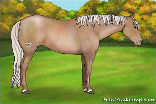 Horse Color:Silver Black Pearl Sabino 