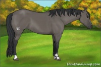 Horse Color:Grullo Sabino 
