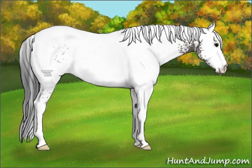 Horse Color:White Spotted Grullo