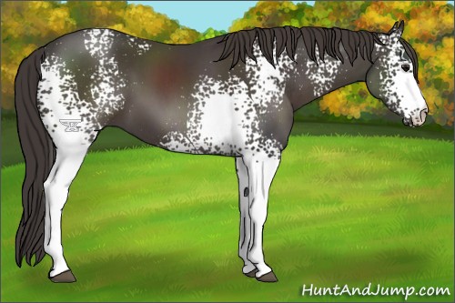 Horse Color:White Spotted Smoky Black
