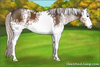 Horse Color:White Spotted Silver Brown Sabino 
