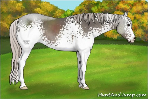 Horse Color:White Spotted Silver Black Sabino 