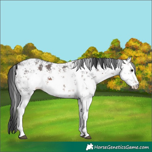 Horse Color:White Spotted Brown Sabino 