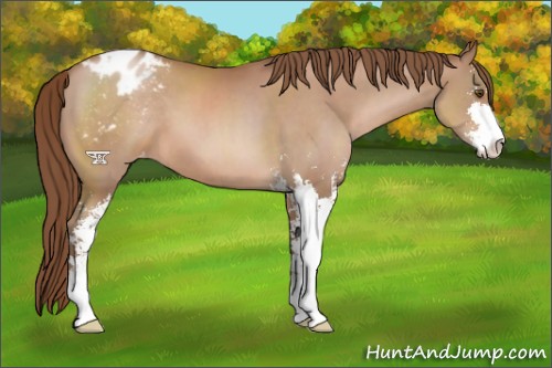 Horse Color:Brown Pearl Sabino Appaloosa 