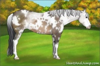 Horse Color:White Spotted Brown Dun Sabino 