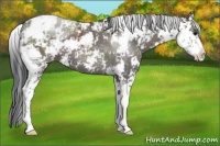 Horse Color:Grullo Sabino 