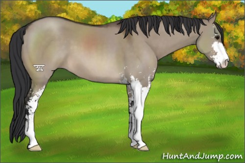 Horse Color:Brown Dun Sabino
