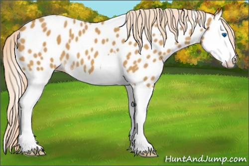 Horse Color:Palomino Splash Near Leopard