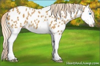 Horse Color:Palomino Splash Near Leopard