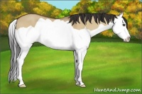 Horse Color:Buckskin Dun Splash 