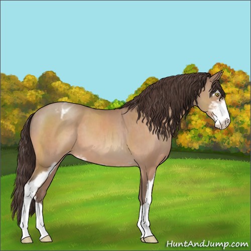 Horse Color:Sable Champagne Sabino Appaloosa