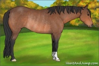 Horse Color:Bay Rabicano 