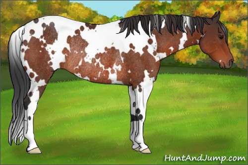 Horse Color:White Spotted Bay Rabicano