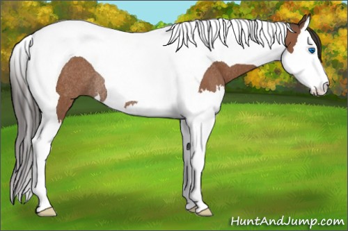 Horse Color:Bay Splash Tobiano Rabicano 