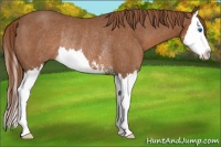 Horse Color:Chestnut Sabino Splash Rabicano 