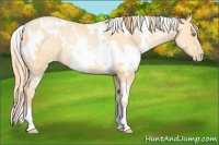 Horse Color:White Spotted Buckskin Pearl Rabicano 