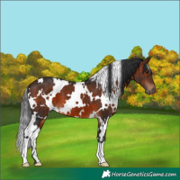 Horse Color:White Spotted Brown 