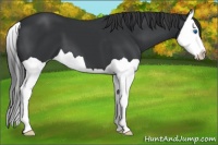 Horse Color:Black Splash 