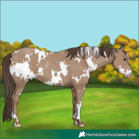 Horse Color:White Spotted Classic Champagne 