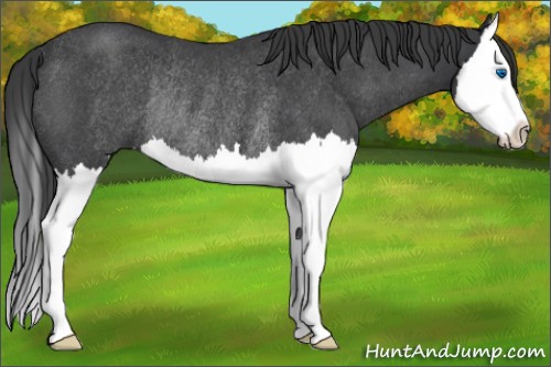 Horse Color:Blue Roan Splash Rabicano