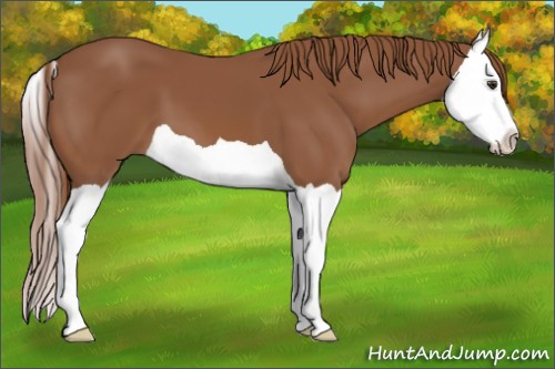Horse Color:Chestnut Splash 