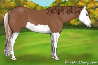 Horse Color:Chestnut Splash 