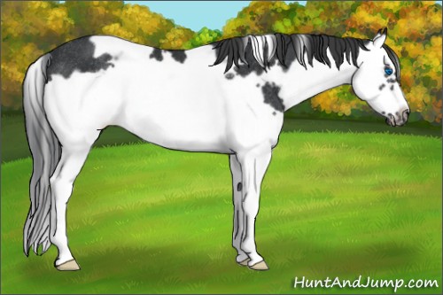 Horse Color:White Spotted Black Splash Frame Rabicano
