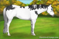Horse Color:White Spotted Black Splash Frame Rabicano 