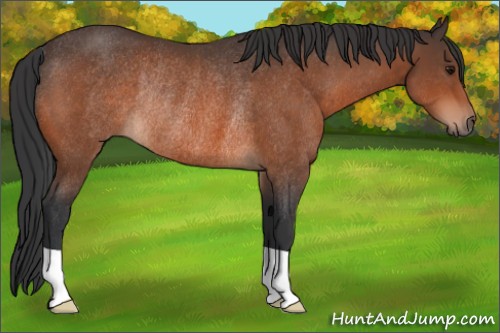 Horse Color:Bay Rabicano 