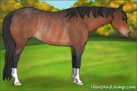 Horse Color:Bay Rabicano 