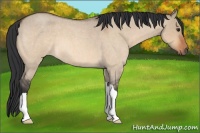 Horse Color:Bay Roan Dun 