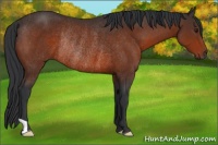 Horse Color:Brown Rabicano
