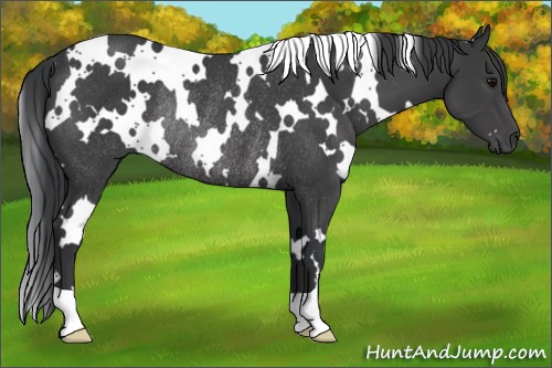 Horse Color:White Spotted Black Rabicano 