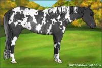 Horse Color:White Spotted Black Rabicano 