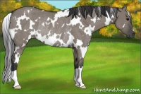 Horse Color:White Spotted Grullo Rabicano