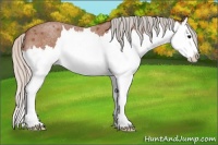 Horse Color:Silver Bay Roan Splash 